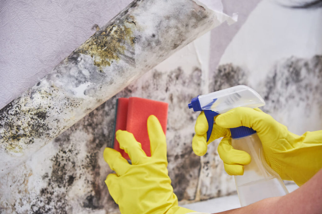 Mold Removal1