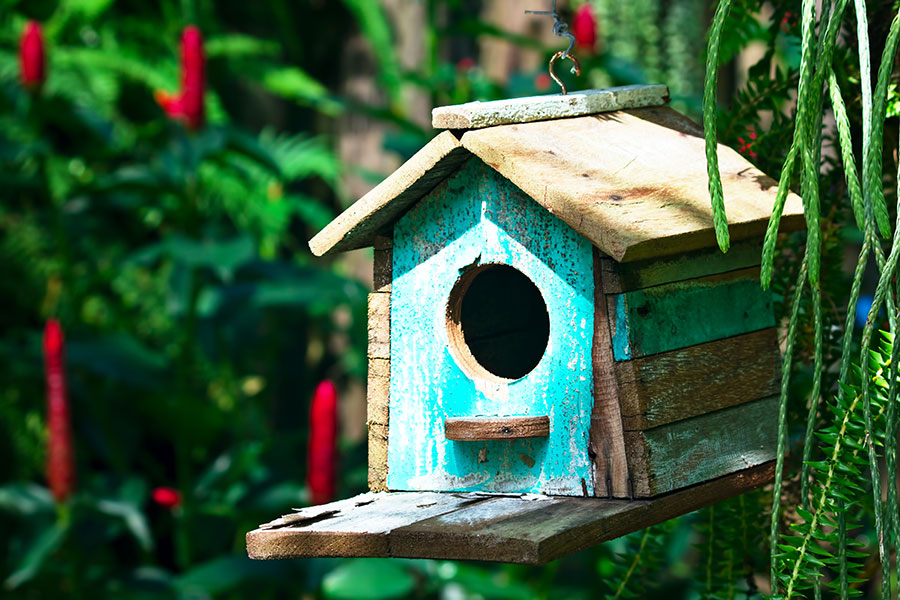 Birdhouse for your backyard3