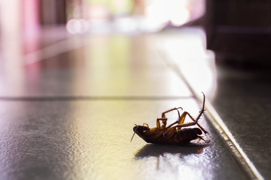 Eliminating Pests & Bugs from the Family Home2