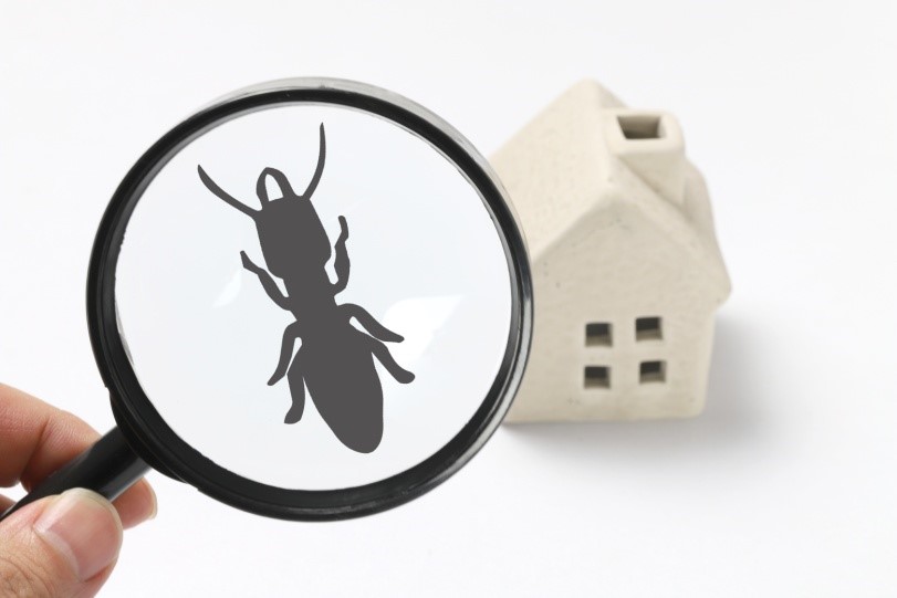 Eliminating Pests & Bugs from the Family Home3