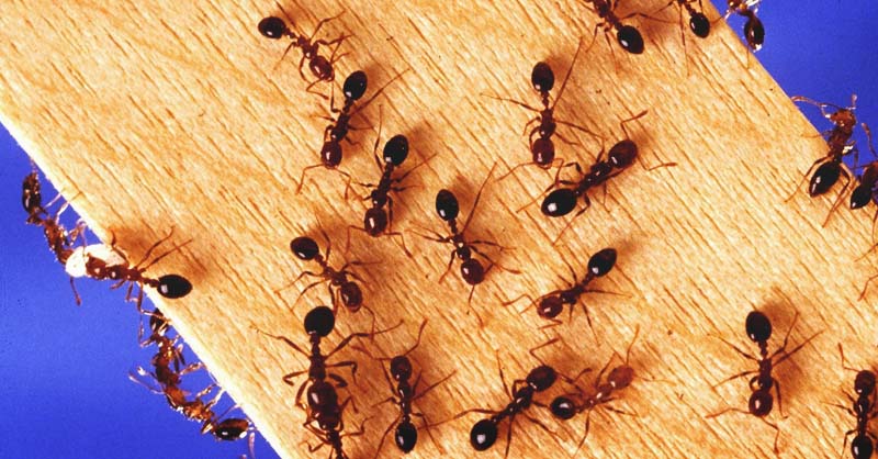 Kitchen Overrun by Ants1