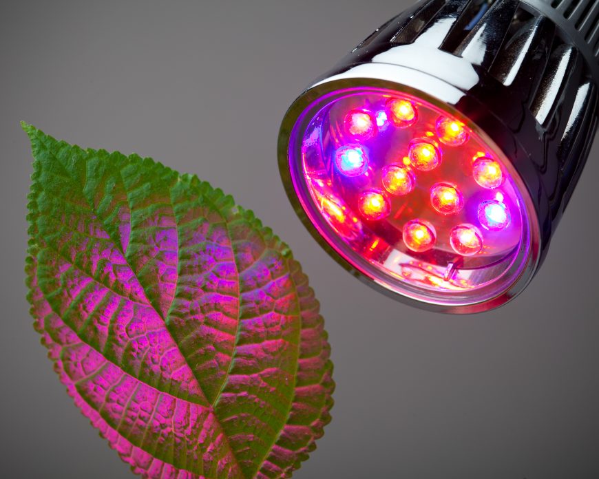 LED grow lights2