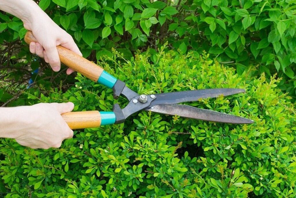 List Of The Most Important Tree Cutting Tools Residence Style