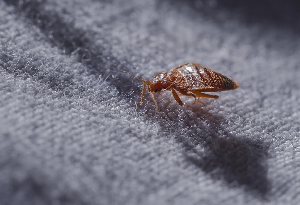 Getting Rid Of Bed Bugs3