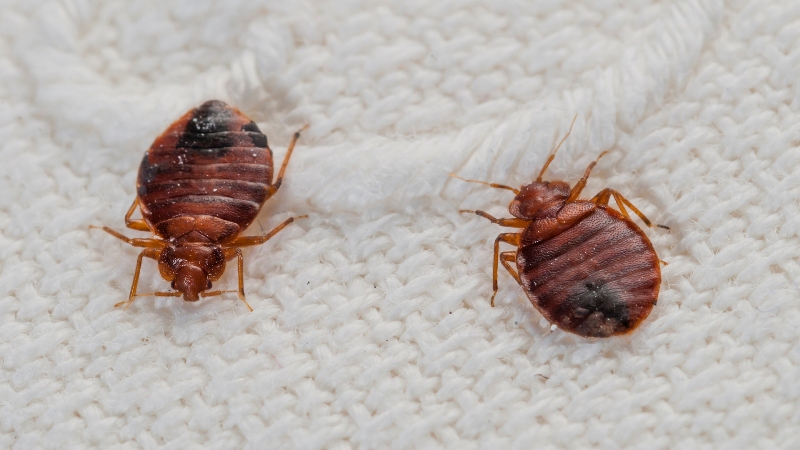 Removal of bedbugs
