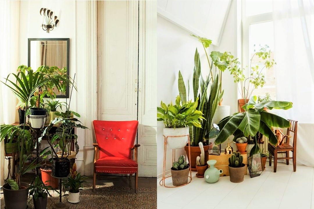 decorate living room with indoor plants