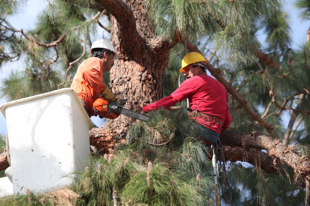 Tree Removal Company In Douglasville