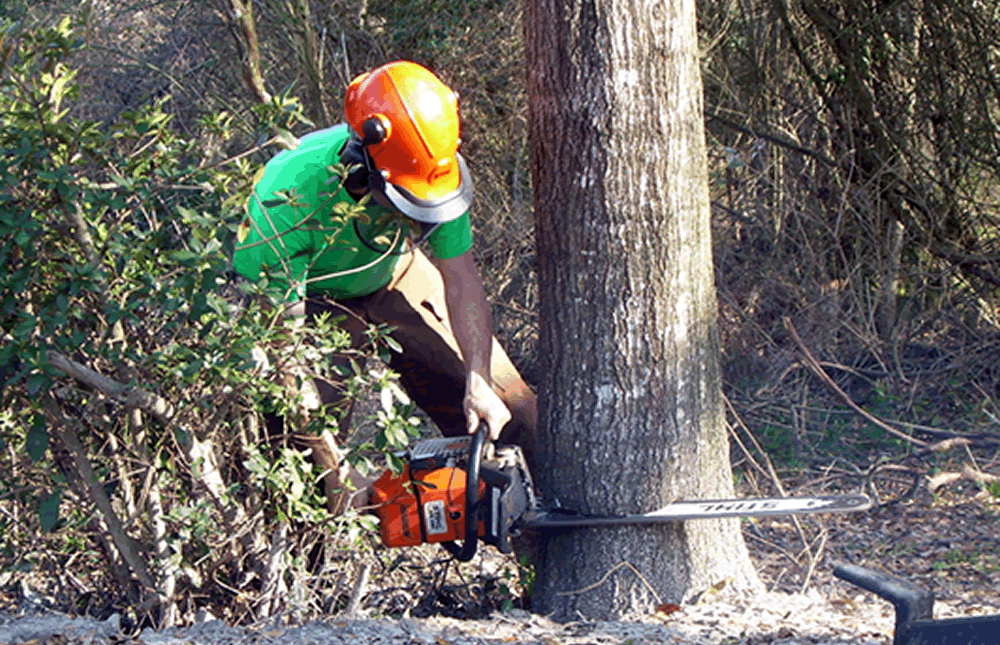 Tree Removal Clifton Park