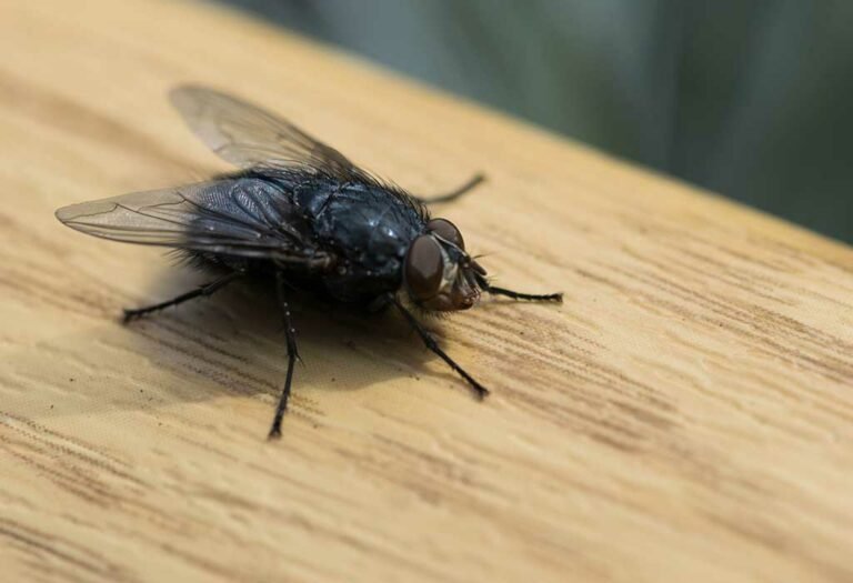 What Causes a Lot of Flies in the House? » Residence Style