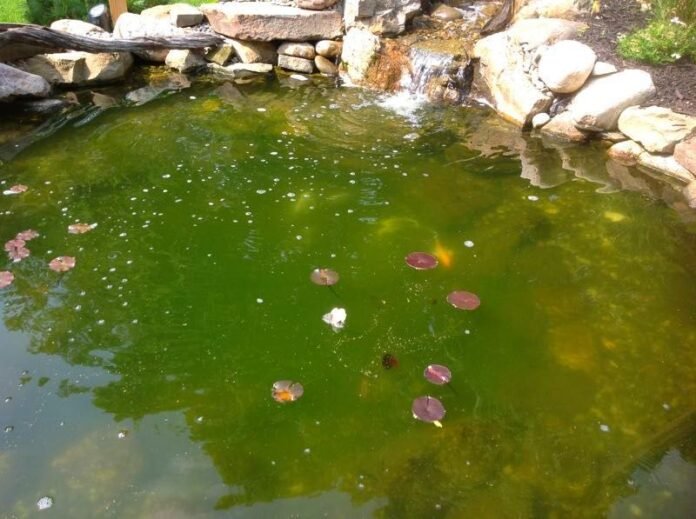 what causes pool water to turn green