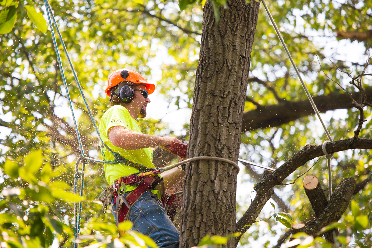 4 Useful Questions That Will Help You Pick a Tree Removal Service »  Residence Style