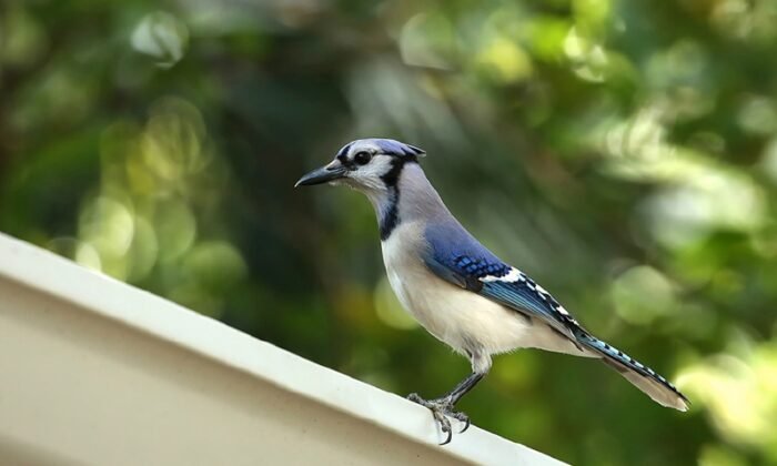 how-to-prevent-birds-from-nesting-in-your-dryer-vent-every-dryer