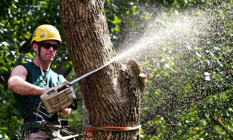 Why We Need To Hire Tree Professional » Residence Style