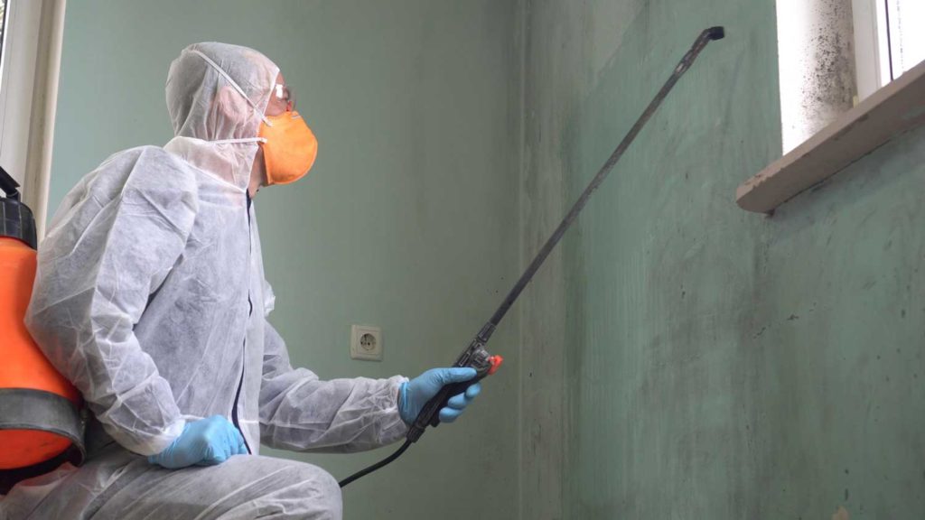 Mold Removal Company’s Little-Known Facts – And Why They Matter