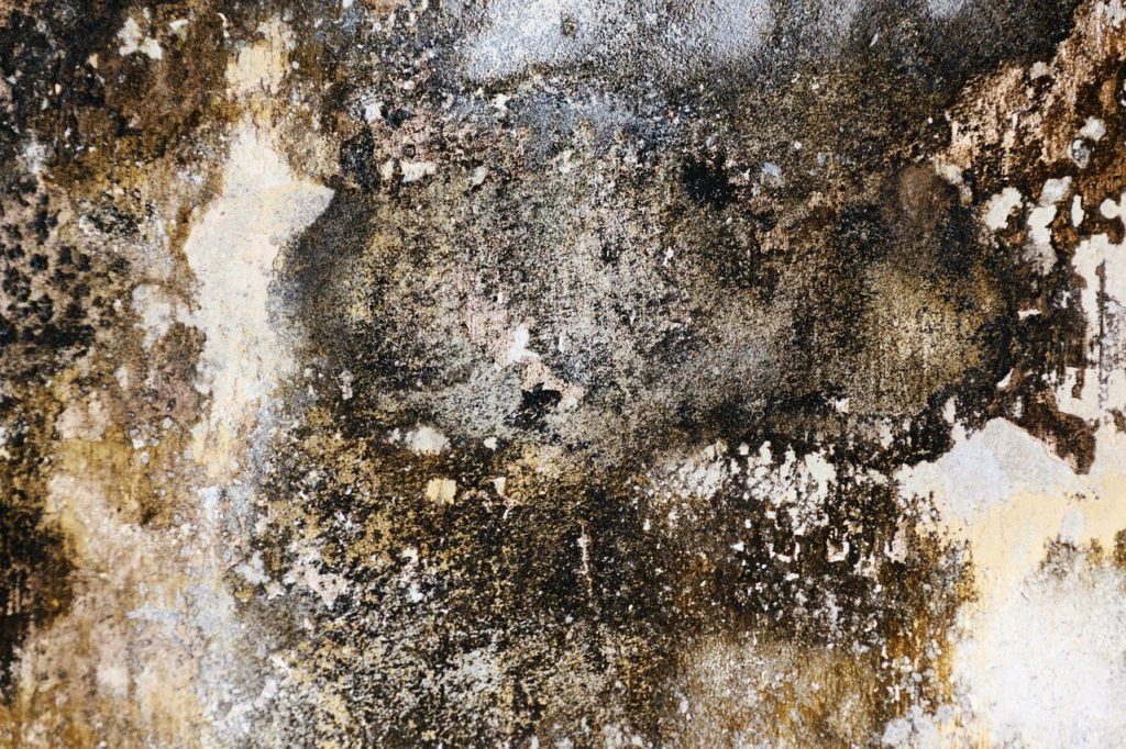 5 Tips to Remove Mold Stains in Your Home » Residence Style